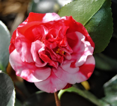 DSC_1953.JPG