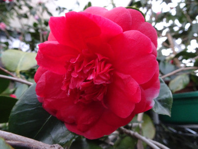 DSC07526.jpg