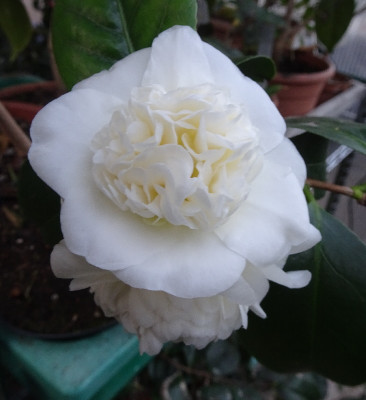 DSC07523.jpg