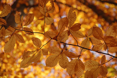 herbstleuchten_eins_kat.jpg