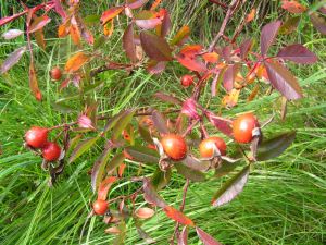Rosa_virginiana.jpg