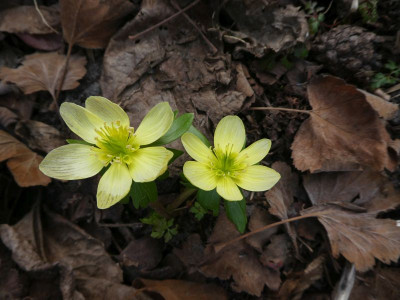 Eranthis 'Zitronenfalter' 210303 k.jpg