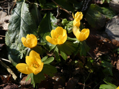 Eranthis 'Schluyters Orange' 210303 k.jpg