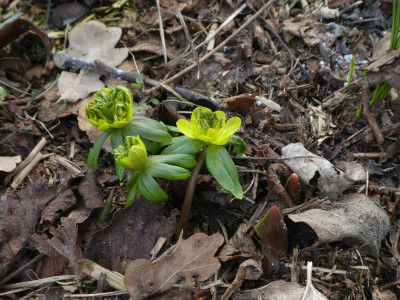 Eranthis 'AaJR' 210303 k.jpg