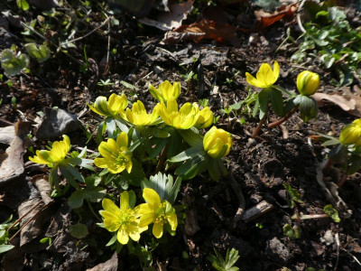 Eranthis 'Grünling' 210303k.jpg