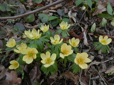 Eranthis 'Schwefelglanz' 210303 k.jpg