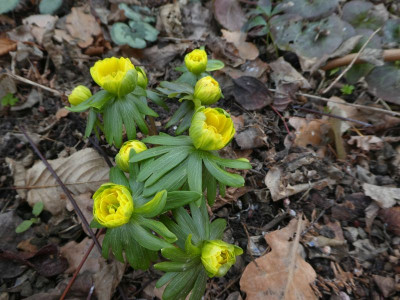 Eranthis 'Flore Pleno' 210303 k.jpg