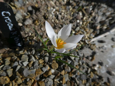 Crocus x jessoppiae 210303 k.jpg