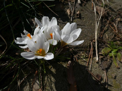 Crocus in der Ritze.jpg