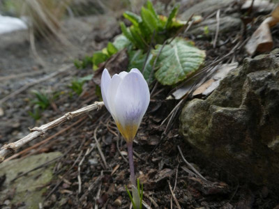 Crocus NN k.jpg