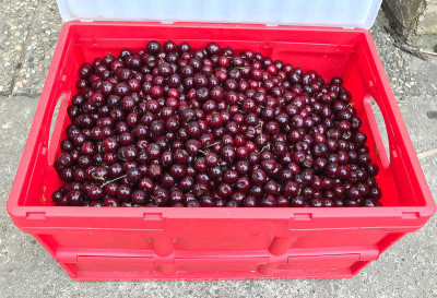 kirschen25kg.jpg