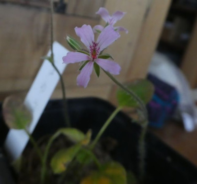 Pelargonium tenellum 2210303 k.jpg