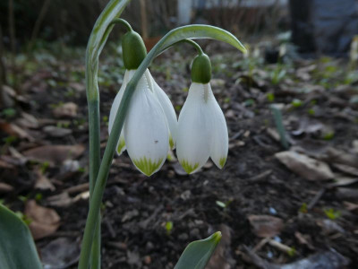 Galanthus 'Beany' 210301.jpg