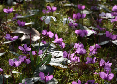 DSC_4221-G-p-Hippolyta-Cyclamen.JPG