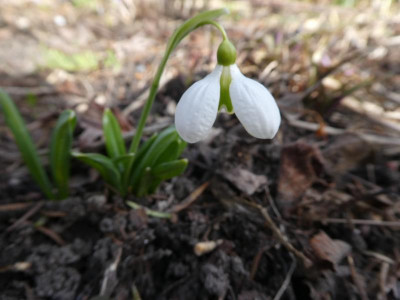 Galanthus 'Augustus' 210225.JPG