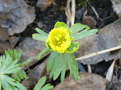 2021-03-05 Eranthis 'Dooze'.jpg
