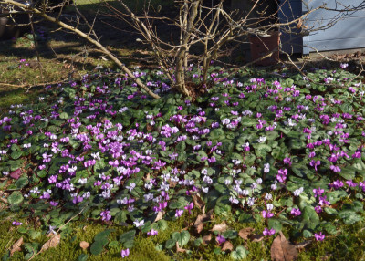 DSC_4225-CyclamenSternmagnolie.JPG