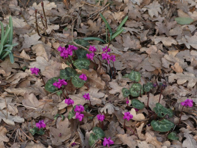 Cyclamen coum 'Marianne' 210303 k.jpg