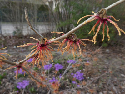 Hamamelis 210303 k.jpg