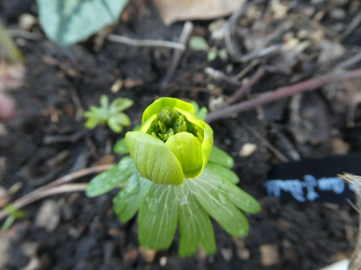 Eranthis 'AaJR' 200219 k.jpg