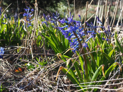 Hyacinthus orientalis P3060101.JPG