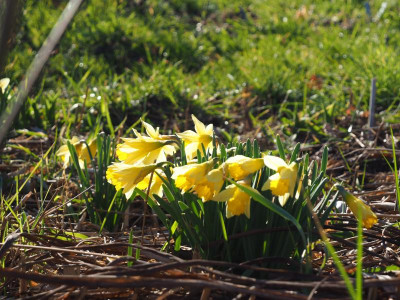 Narcissus pseudonarcissus Lobularis P3060105.JPG