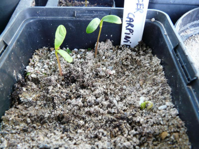 Acer carpinifolium Germination March 2021.JPG