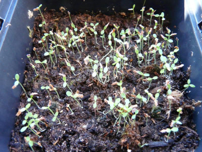 Rhododendron luteum Germination March 2021.JPG
