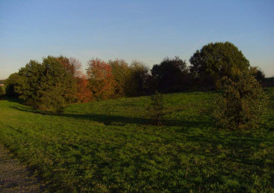 Long_Shadows_2.jpg