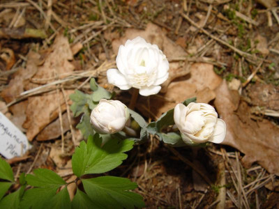 DSC00031 2.JPG