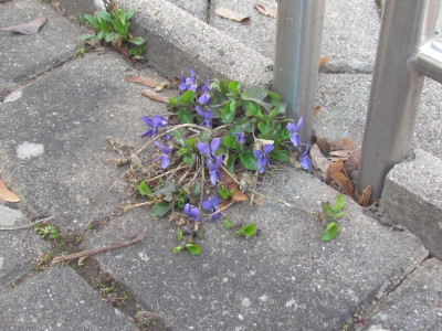 Viola od 1.JPG