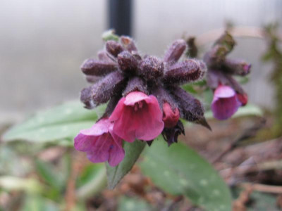 P rubra x saccharata.JPG