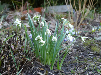 2021-03-05 Galanthus 'Blewbury Tart'.jpg