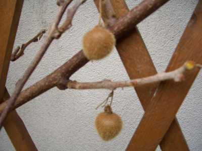 k-CIMG4212_kiwi.JPG