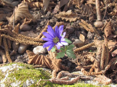 Anemone blanda.JPG