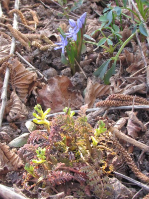 corydalis und Scilla.JPG