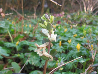 corydalis weiss.JPG
