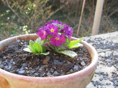 denticulata.JPG