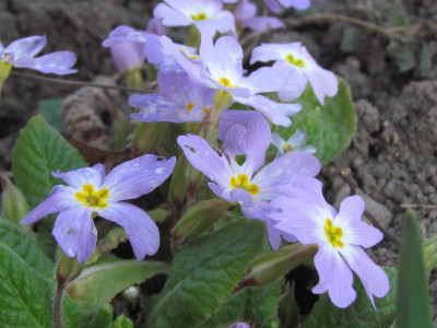 vulgaris sibthorpii Jel.JPG