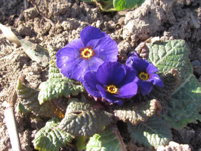 W-H blau.JPG