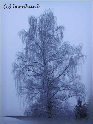 betula_penula_winter.jpg
