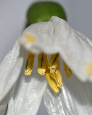 DSC_4264-Leucojum-Makro.JPG