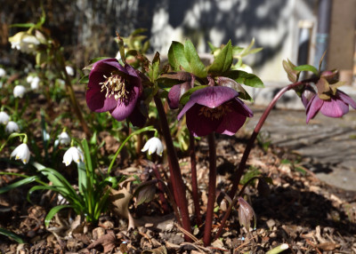 DSC_4223-Helleborus-dunkel.JPG