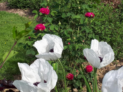 20180527_100225.jpg