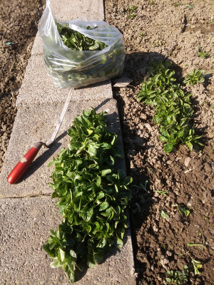 Feldsalat 210307.jpg