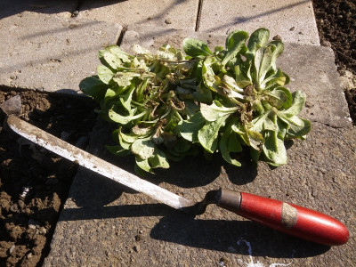 Feldsalat Unterseite.jpg