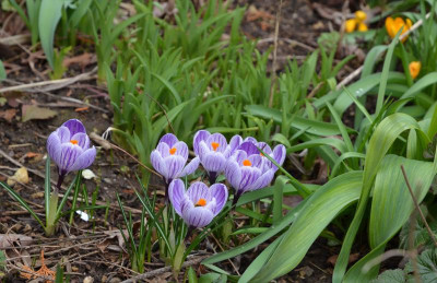 Crocus-KingOfTheStriped.20-1.jpg