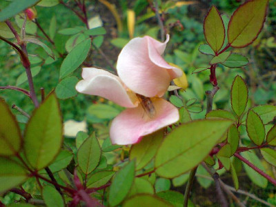 mutabilis_nov_07_15.jpg