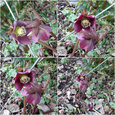 HelleborusOrient.jpg