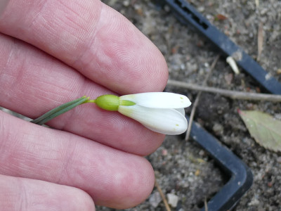 2021-03-08 Galanthus 'Wol Staines'.jpg
